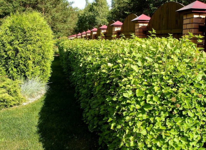 Hedge of green physocarpus