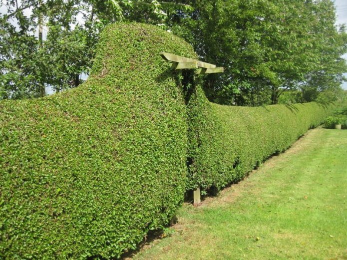 Privet hedge with an arch