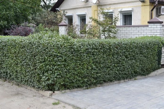 Privet hedge