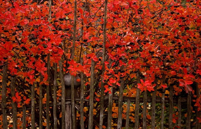 Aronia hedge in autumn