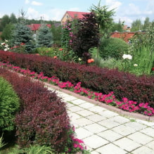 What plants can be used to make a hedge?-0