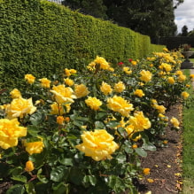 What plants can be used to make a hedge?-2