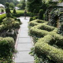 What plants can be used to make a hedge?-5