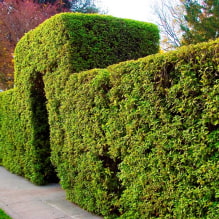 What plants can be used to make a hedge?-6