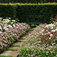 What plants can be used to make a hedge?-7