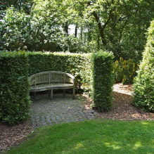 What plants can be used to make a hedge?-8