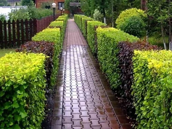 Hedge of green and burgundy physocarpus
