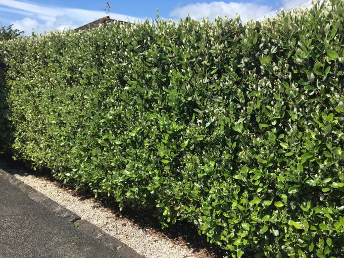 Aronia hedge along the fence