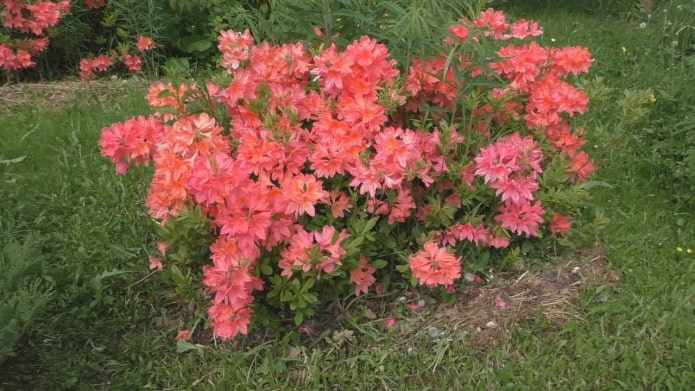 Japanese Rhododendron