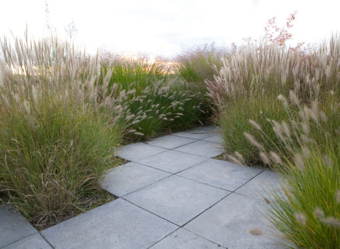 Grains near the path