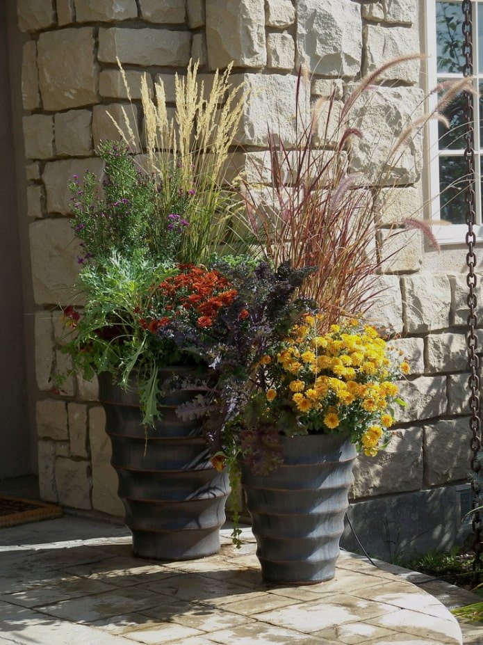 Cereals in flowerpots
