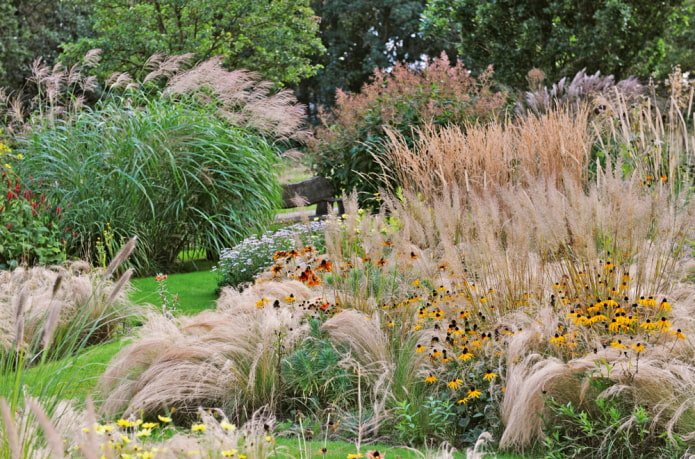 Grains in a flowerbed