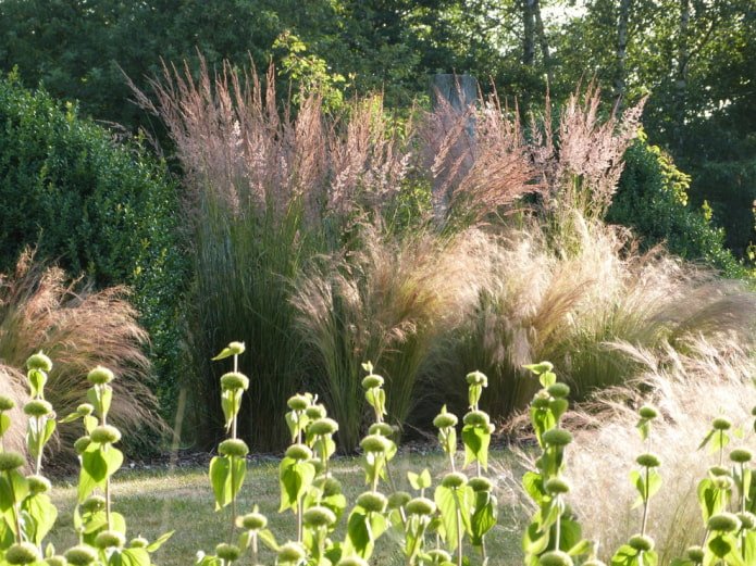 Low-growing cereals