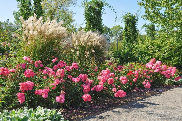 Cereals in the rose garden