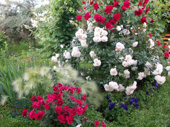 Cereals and roses