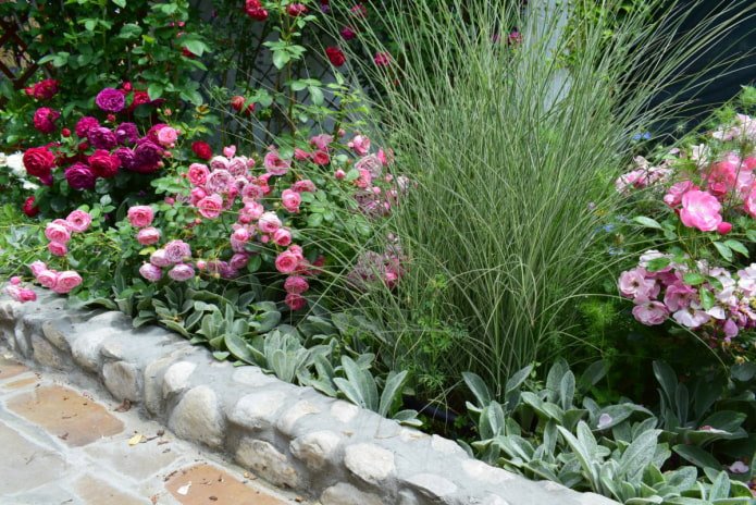 Cereal grasses in roses