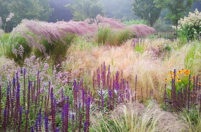 Flowering meadow with cereals