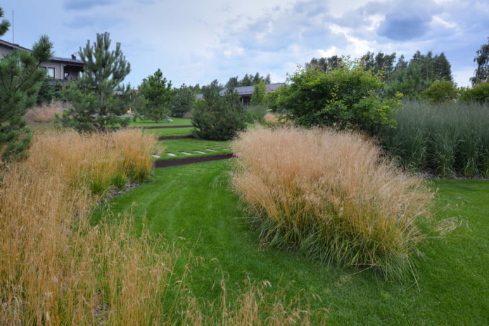 Cereals on a large plot