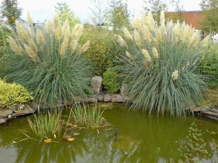 Grains by the pond