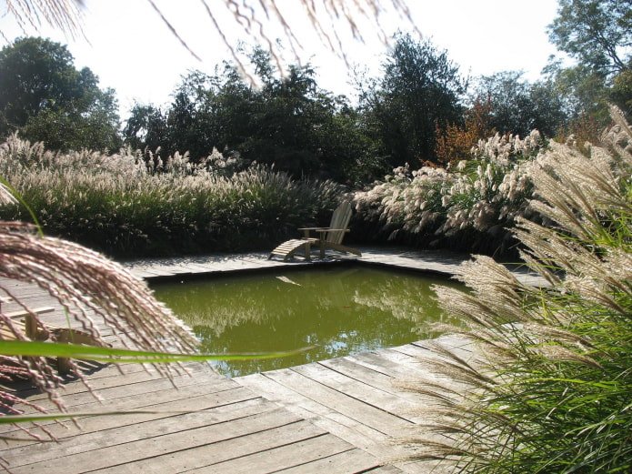 Grains around the pond